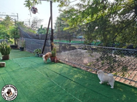 ฝึก k-9 dog guard สถานที่ที่กว้างขวาง ร่มรื่น และมีสิ่งอำนวยความสะดวกครบครัน